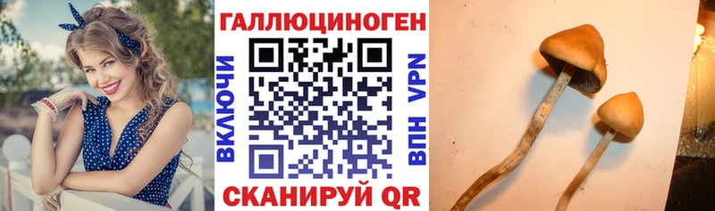 Псилоцибиновые грибы Psilocybe  Салехард 
